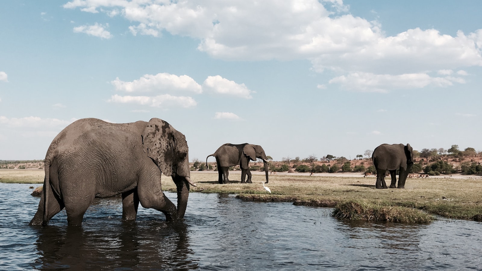 gray elephant on body of water during daytime